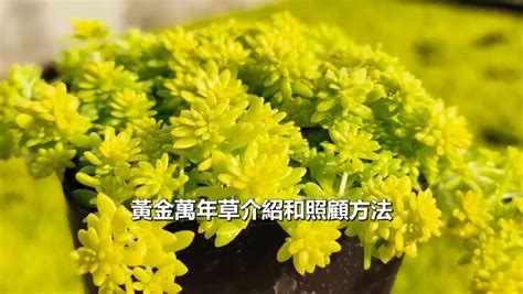 黃金萬年草花語|寓意「萬年發財」的花知道嗎？此花就是萬年黃金草，還不來看看。